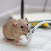 mouse traps