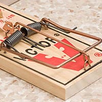 How to Choose the Right Mouse Trap