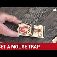 How to Safely Set Up a Mouse Trap