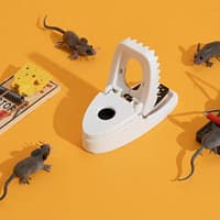 Top Commercial Mouse Trap Baits Recommended by Experts