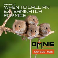 When to Call a Professional Exterminator for Mouse Infestations