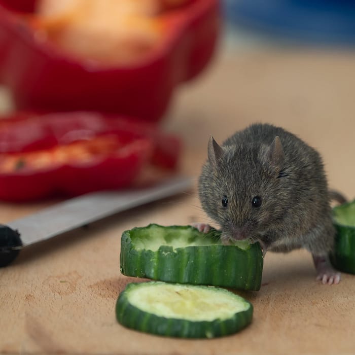 Chewed Food Packaging: Clues to Mice Nibbling in Your Kitchen