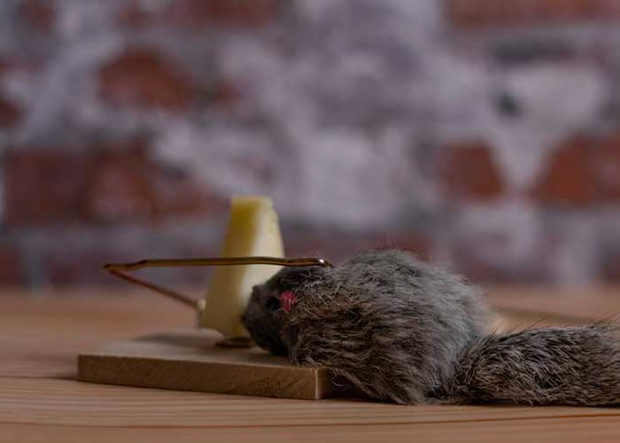 Diy Solutions for Eliminating Dead Mouse Odor