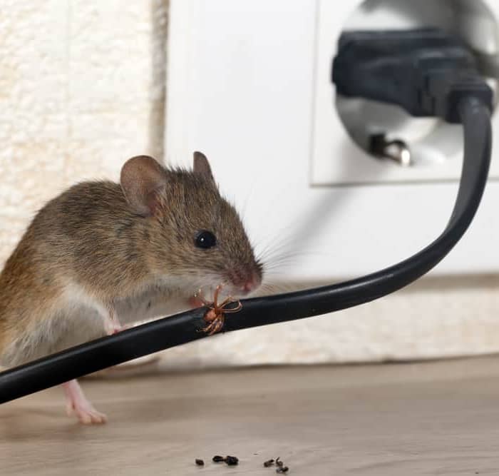 Electronic Mouse Repellent Devices: Do They Really Work?