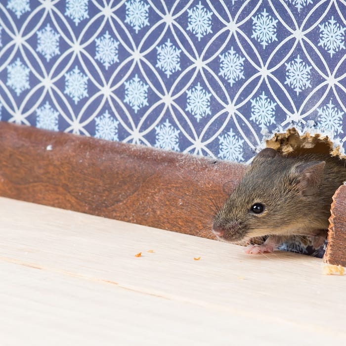 Natural Ways to Deter Mice from Entering Your Home