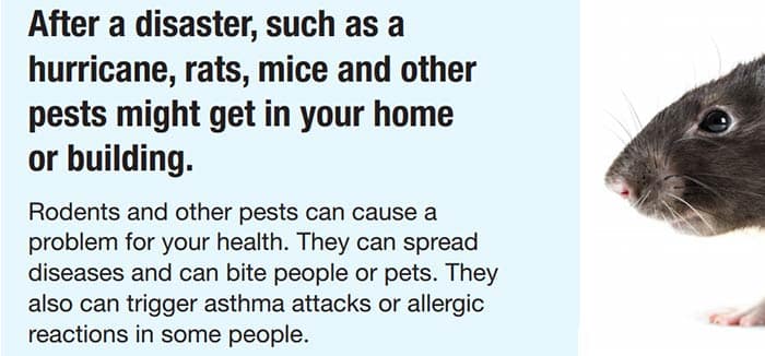 Pest-Proofing: Combating Mice And Other Pests in Your Home