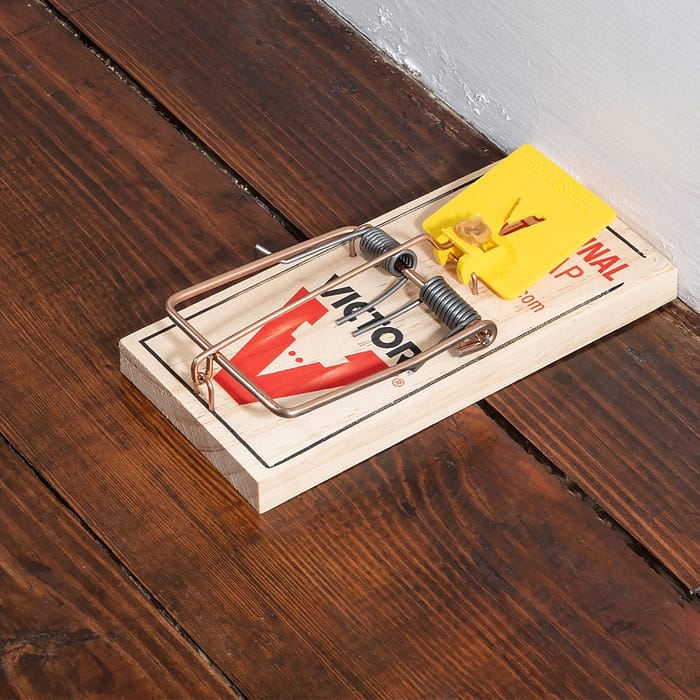 Proper Mouse Trap Placement in Commercial Buildings