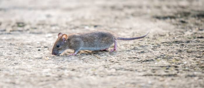 Safety Precautions for Handling Dead Mice