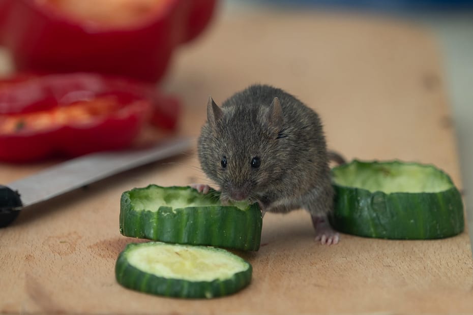 Chewed Food Packaging: Clues to Mice Nibbling in Your Kitchen