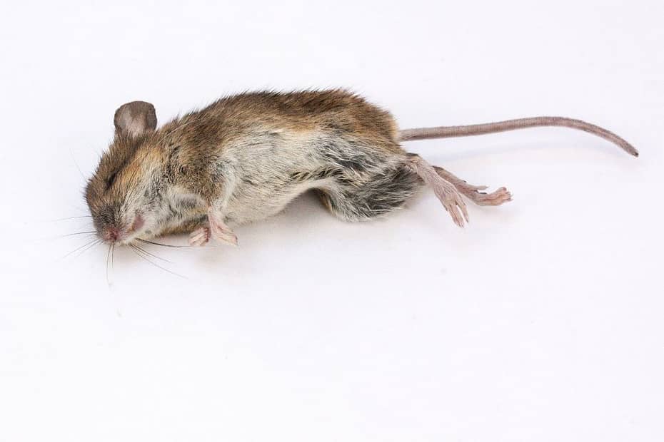 Dealing With the Lingering Odor of Dead Mice