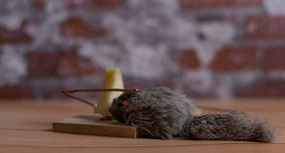 Diy Solutions for Eliminating Dead Mouse Odor