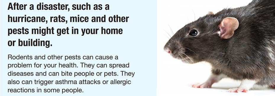Essential Steps to Prevent Mouse Infestation in Your Home