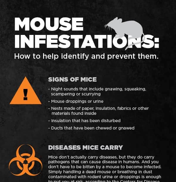 How to Identify Signs of Mouse Infestation in Your Home