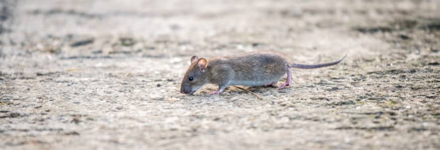 Safety Precautions for Handling Dead Mice