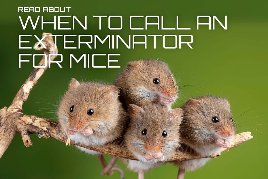 When to Call a Professional Exterminator for Mouse Infestations