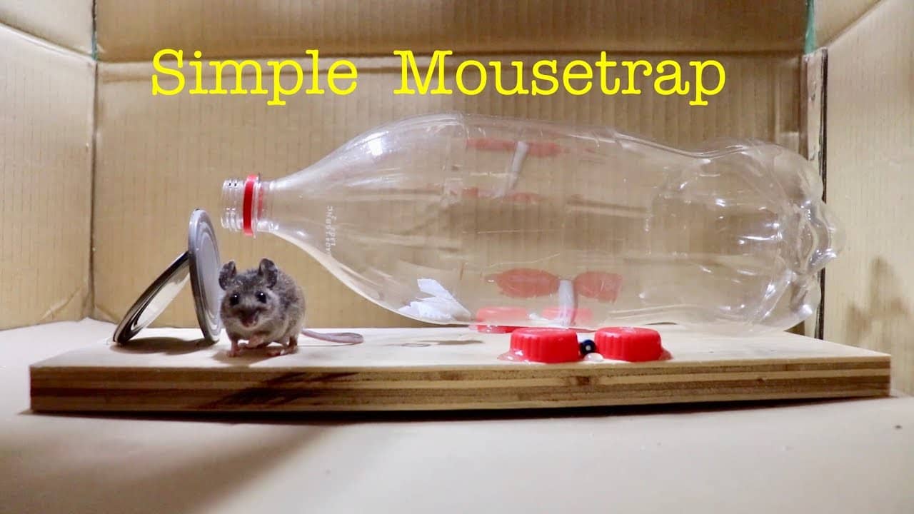 Diy Mouse Trap Ideas to Catch Mice at Home