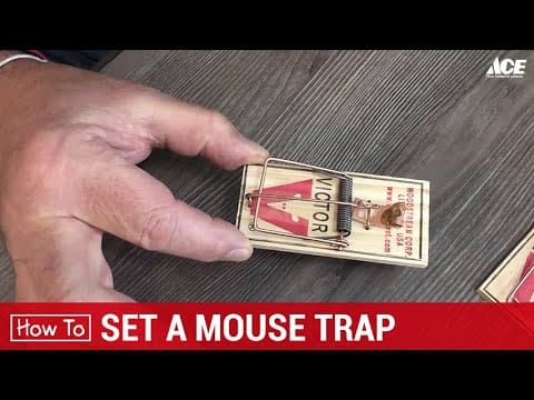 How to Safely Set Up a Mouse Trap