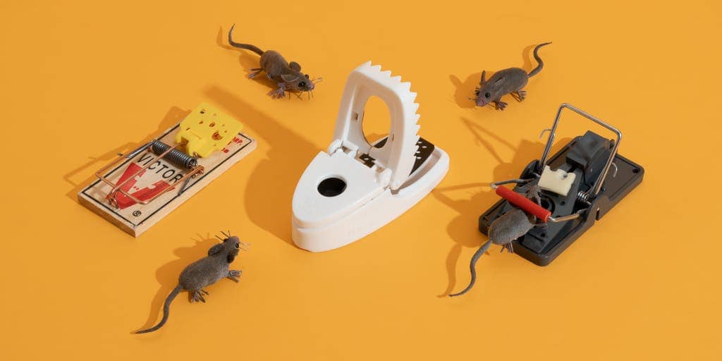 Top Electronic Mouse Traps for Hassle-Free Mouse Removal